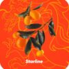 Starline 25 Восточный Цитрус
