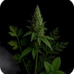 DarkSide 250 (Mary Jane 2.0)